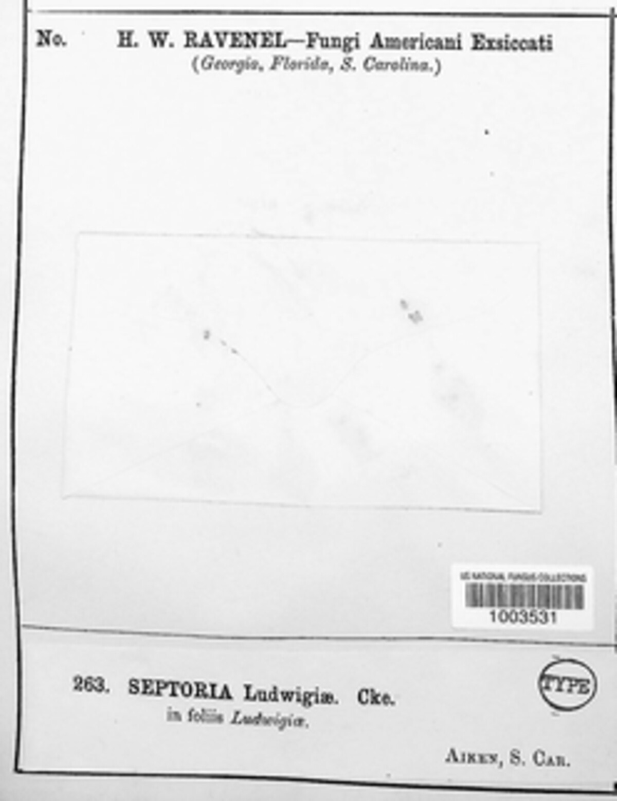 Melanops ludwigiae image